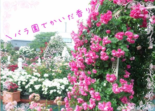 薔薇園でかいだ香り
